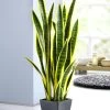 Sansevieria Im Topf -Haushaltsgegenstände Geschäft sansevieria im topf