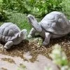 Schildkröten Aus Steinguss -Haushaltsgegenstände Geschäft schildkroeten aus steinguss farbe grau