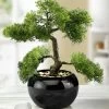 Zypressen-Bonsai Im Topf -Haushaltsgegenstände Geschäft zypressen bonsai im topf farbe gruen